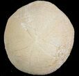 Echinolampas Fossil Echinoid (Sea Biscuit) - Dakhla, Morocco #46435-1